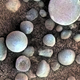 The enigmatic “blueberries” observed by Opportunity rover on the Martian surface.